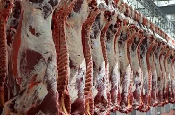 قیمت خرید گوشت گرم گوساله با فروش عمده